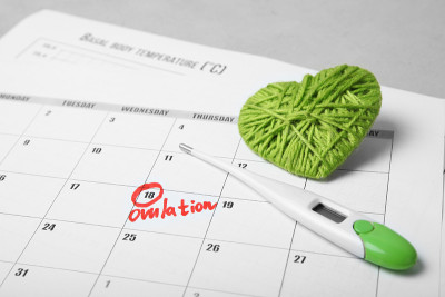 日历中女性排卵日，基础温度表。是时候怀孕了