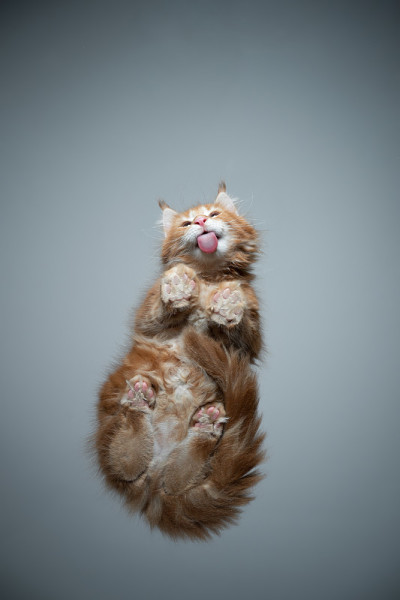 可爱的小猫舔玻璃桌子的底部视图