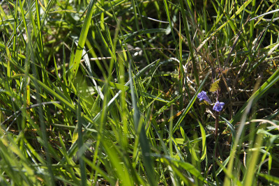 地藤(Glechoma hederacea)是唇形科(唇形科)的一种植物。甘德曼是一种冬绿色多年生草