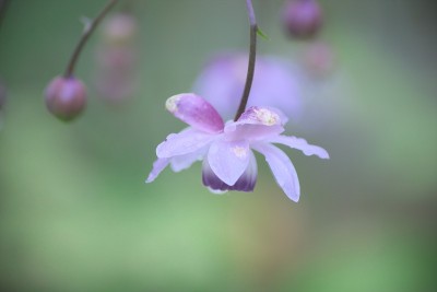荷花在小雨中绽放