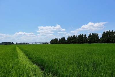 日本埼玉的风景