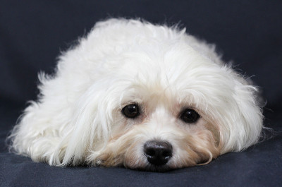 Havaneser, havanese