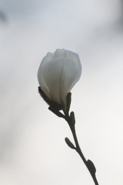 木兰