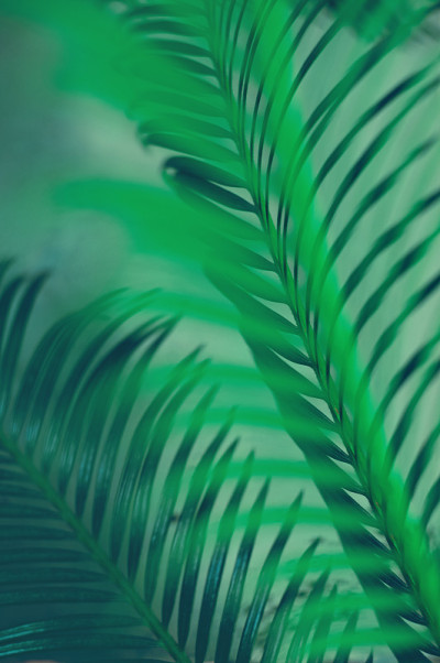 深绿色背景上的棕榈树的绿叶