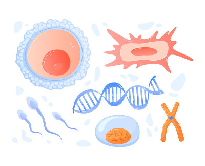 科学研究dna，人体细胞在显微镜下切割，医学研究，卡通风格矢量插图，分离在白色。