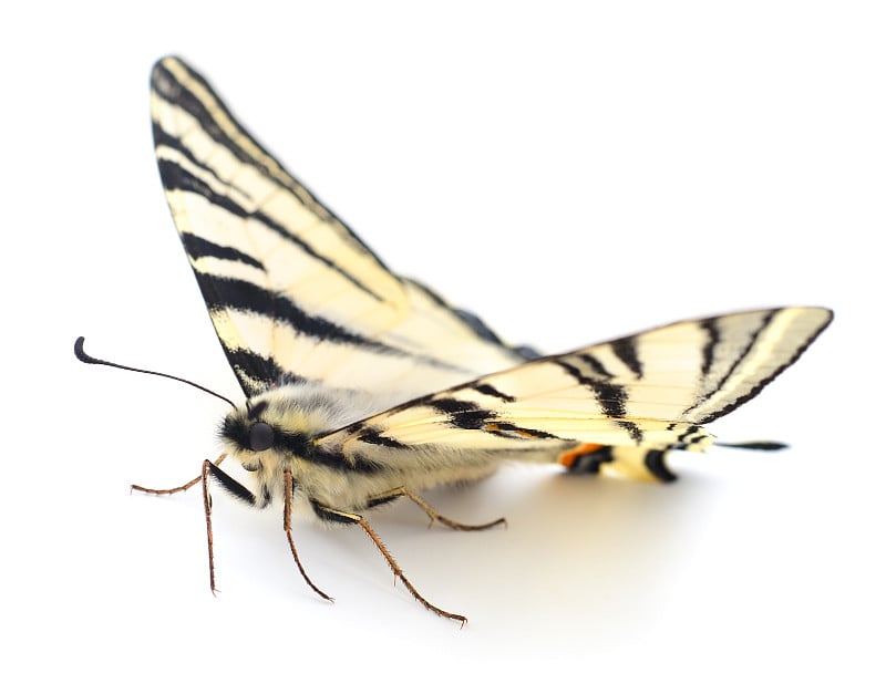 凤尾蝶(Papilio machaon)孤立。