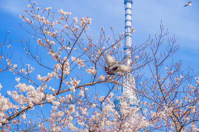 天空树，樱桃树和鸽子