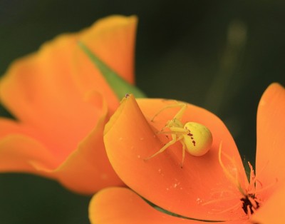 一朵橙花上的黄花蟹蜘蛛