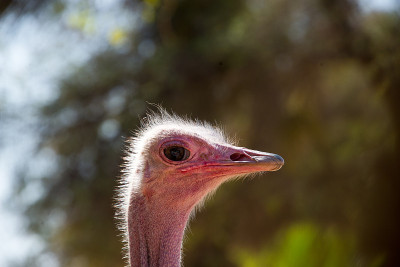 鸵鸟(struthio camelus)在鸵鸟农场，南非