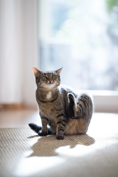 猫在窗前的剑麻地毯上搔痒