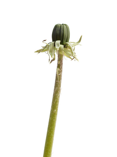 孤立的蒲公英的芽