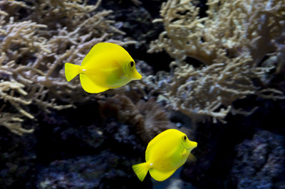 水族鱼黄色外科医生。
