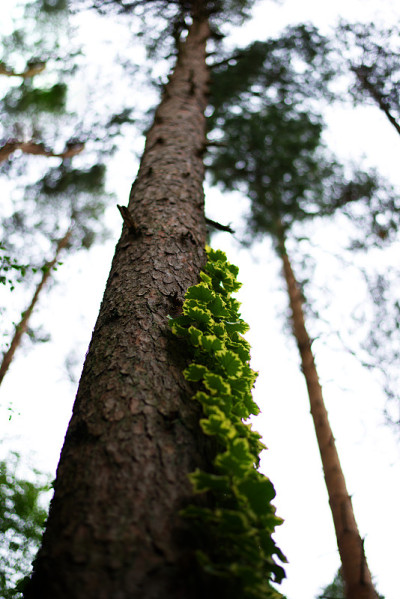 ivy climbing up tree in forest