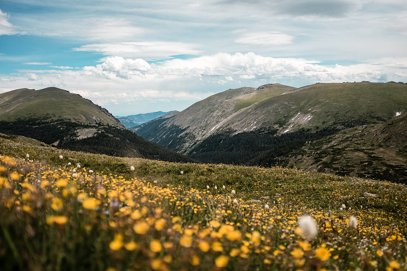 山和花