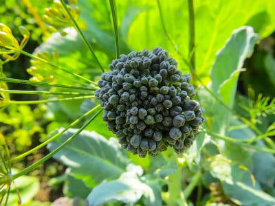 在菜园中生长的西兰花。西兰花卷心菜