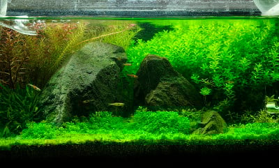 种植热带淡水水族馆的水景
