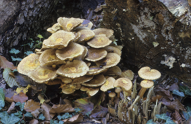 蓬松Pholiota