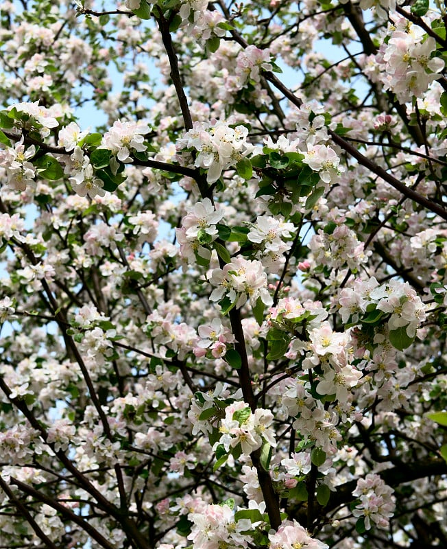 苹果花