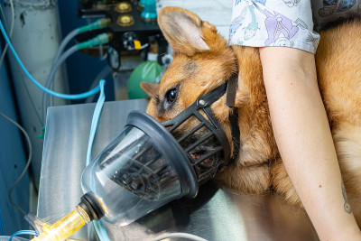 给注射了镇静剂的狗用口鼻预充氧