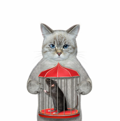 猫和老鼠关在笼子里