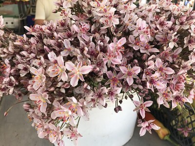 白色花瓶里插着精致的粉红色花朵