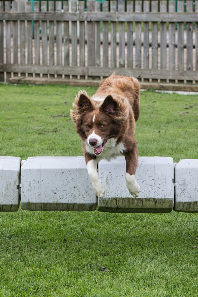 边境牧羊犬