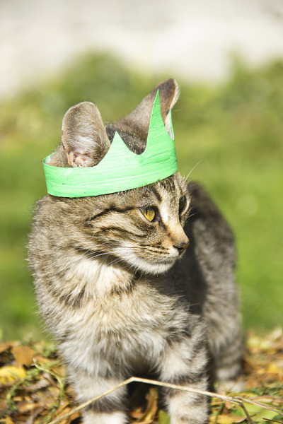 猫与冠