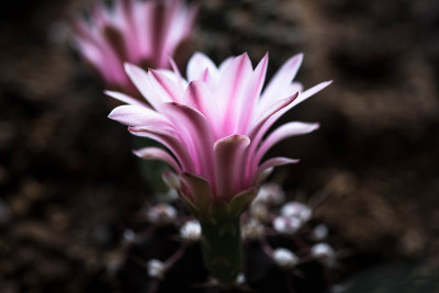 仙人掌花