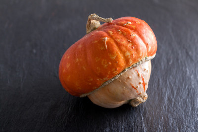 土耳其头巾南瓜(Cucurbita maxima)