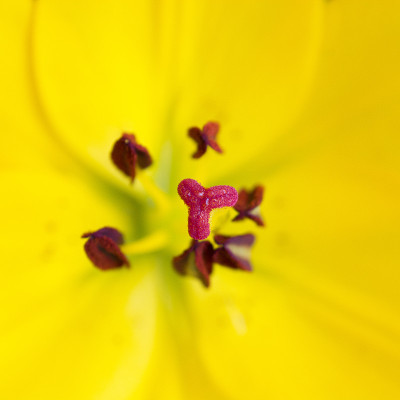 百合花部分-柱头-特写
