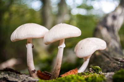 山毛榉林中的白蘑菇