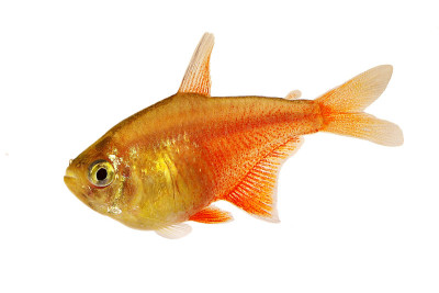 成群的橙色红色火焰Tetra Hyphessobrycon flammeus里约热内卢四种热带水族鱼