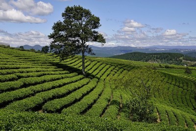 高原绿茶农场