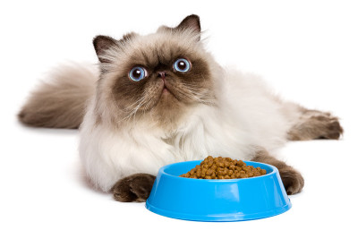 年轻的波斯猫与一碗猫粮