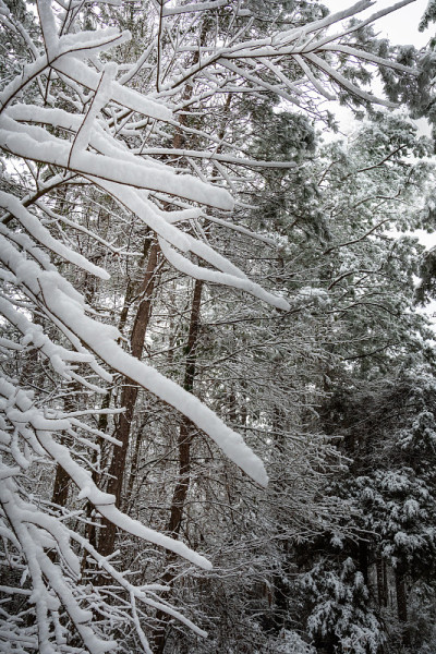 森林里冰雪覆盖的树枝