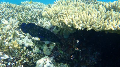 海下蓝斑石斑鱼或孔雀石斑鱼，天斑石斑鱼，孔雀后，海下石斑鱼