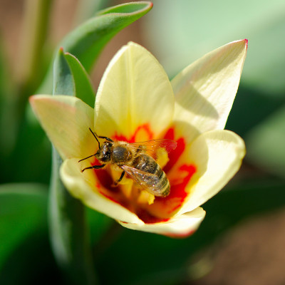 蜜蜂和郁金香花