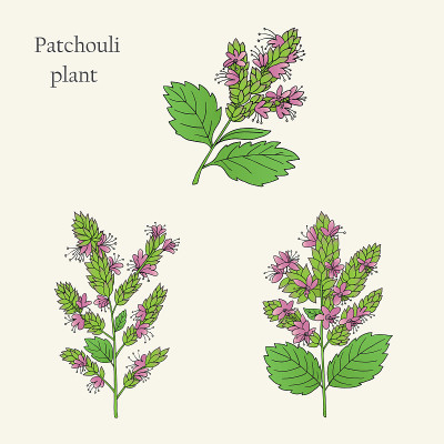 广藿香plant-02