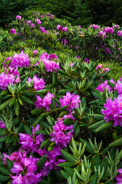 罗安山杜鹃花花园