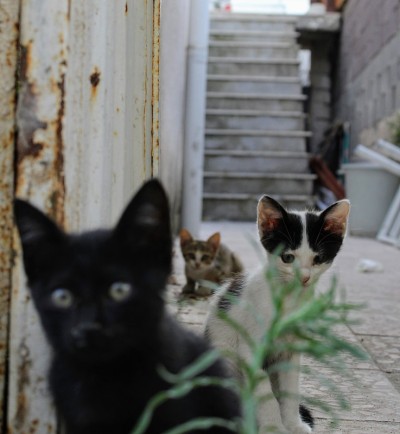 猫的
