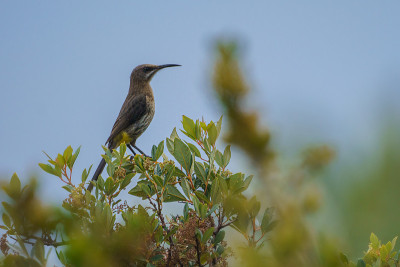 Sugarbird角;在桌山观鸟