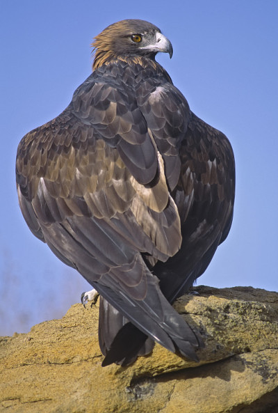 Bird-Golden鹰