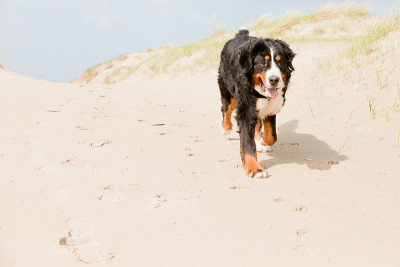 Happy berner sennen狗户外在海滩上奔跑。