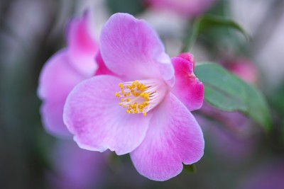 公园里的茶花展览