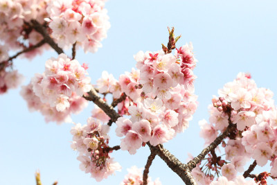 梅花