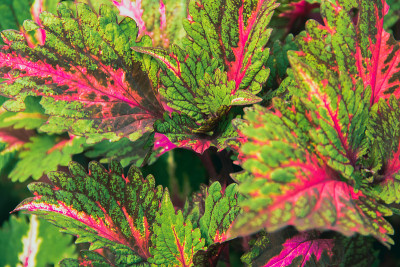 彩绘荨麻的学名是Solenostemon scutellarioides (l)科德。