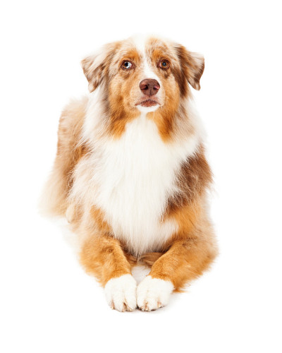 严肃的澳大利亚牧羊犬下蛋