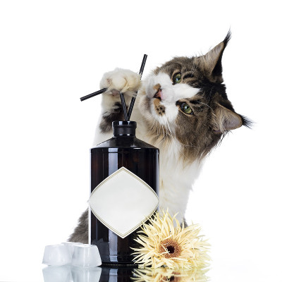瓶子，冰块，花和有趣的猫在白色