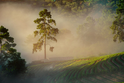 薄雾清晨日出在草莓园在doi angkhang山清迈泰国