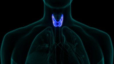 人体腺体甲状腺解剖学